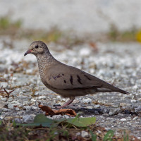 Common Ground Dove